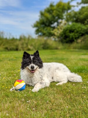 cover image of Dogs Playing With Their Favourite Toys